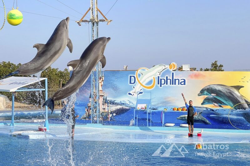 дельфинарий в Хургаде