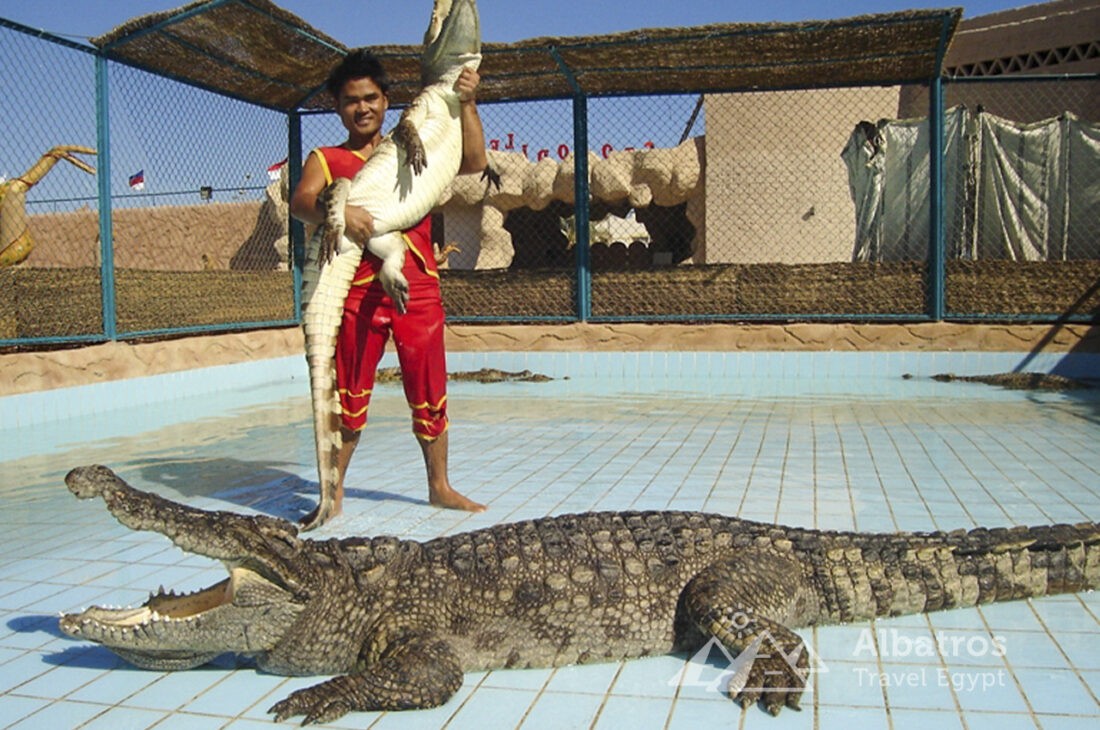 Шоу крокодилов в Шарм-Эль-Шейхе-97