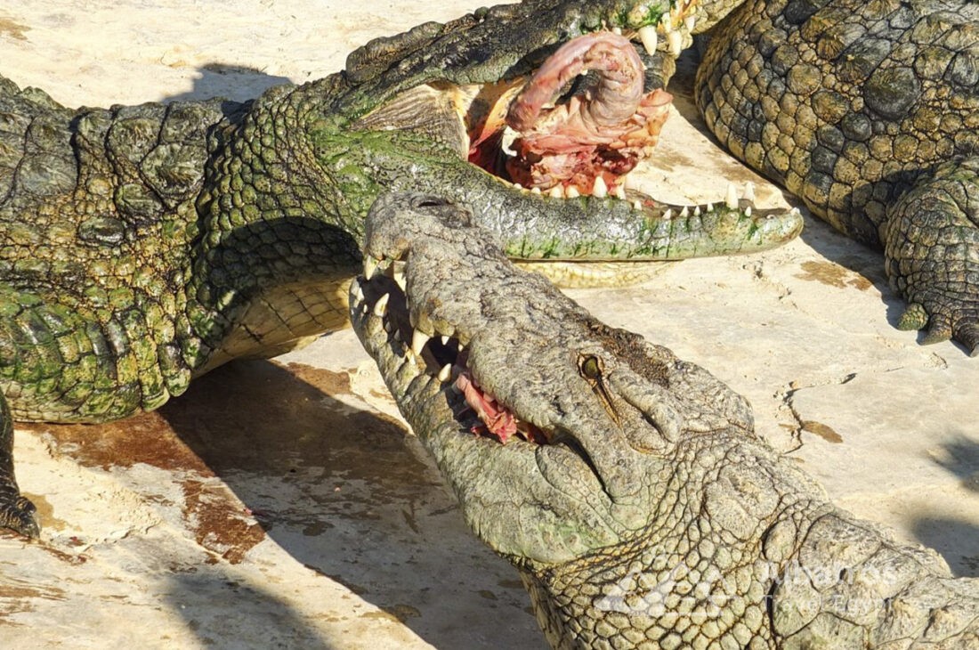Шоу крокодилов в Шарм-Эль-Шейхе-34