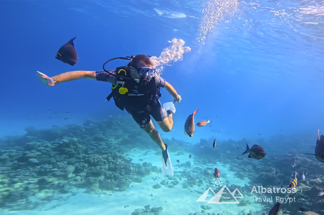 VIP-дайвинг в Сахль-Хашиш-92